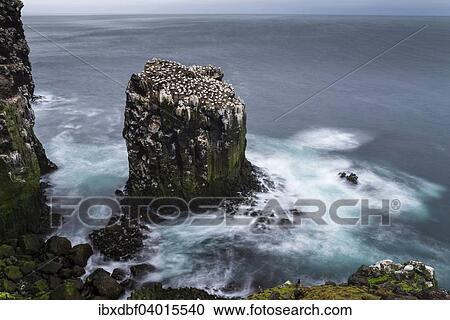 "Northern Gannet (Morus bassanus), colony, Skoruvikurbjarg bird cliff, Pistilfjorour fjord, Langanes Peninsula, North Eastern Region, Northeast Iceland, Iceland, Europe" View Large Photo Image Stock Image - "Northern Gannet (Morus bassanus), colony, Skoruvikurbjarg bird cliff, Pistilfjorour fjord, Langanes Peninsula, North Eastern Region, Northeast Iceland, Iceland, Europe". Fotosearch