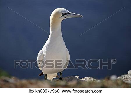 Stock Image - "Northern Gannet (Morus bassanus), Heligoland, Schleswig-Holstein, Germany, Europe". Fotosearch