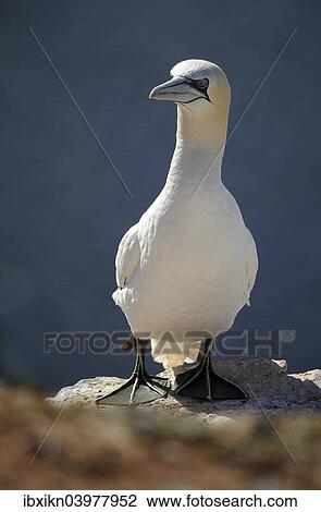 Stock Image - "Northern Gannet (Morus bassanus), Heligoland, Schleswig-Holstein, Germany, Europe". Fotosearch