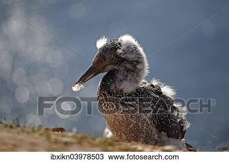 Stock Image - "Northern Gannet (Morus bassanus), chick, Heligoland, Schleswig-Holstein, Germany, Europe". Fotosearch