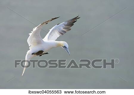 Stock Image - "Northern Gannet (Morus bassanus) during the landing, Heligoland, Schleswig-Holstein, Germany, Europe". Fotosearch