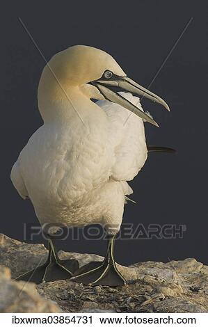 Stock Image - "Northern Gannet (Morus bassanus), Heligoland, Schleswig-Holstein, Germany, Europe". Fotosearch