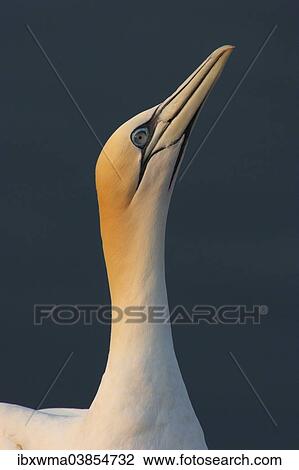 "Northern Gannet (Morus bassanus), portrait, Heligoland, Schleswig-Holstein, Germany, Europe" View Large Photo Image Stock Image - "Northern Gannet (Morus bassanus), portrait, Heligoland, Schleswig-Holstein, Germany, Europe". Fotosearch