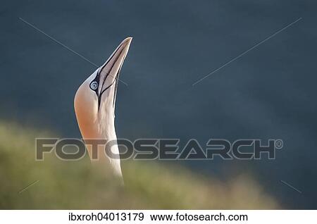 Stock Photo - "Northern Gannet (Morus bassanus), Heligoland, Schleswig-Holstein, Germany, Europe". Fotosearch