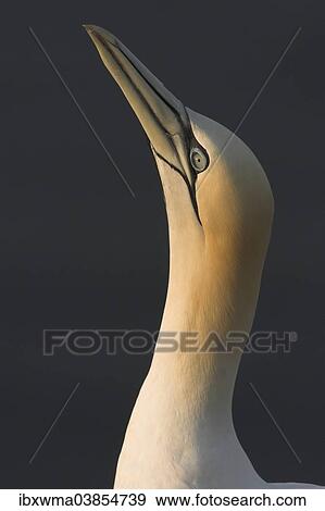 "Northern Gannet (Morus bassanus), portrait, Heligoland, Schleswig-Holstein, Germany, Europe" View Large Photo Image Stock Photo - "Northern Gannet (Morus bassanus), portrait, Heligoland, Schleswig-Holstein, Germany, Europe". Fotosearch