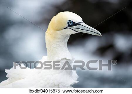 "Northern Gannet (Morus bassanus), portrait, Skoruvikurbjarg bird cliff, Pistilfjorour fjored, Langanes Peninsula, North Eastern Region, Northeast Iceland, Iceland, Europe" View Large Photo Image Stock Photography - "Northern Gannet (Morus bassanus), portrait, Skoruvikurbjarg bird cliff, Pistilfjorour fjored, Langanes Peninsula, North Eastern Region, Northeast Iceland, Iceland, Europe". Fotosearch