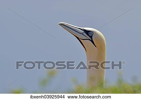 "Northern Gannet (Sula bassana), Heligoland, Schleswig-Holstein, Germany, Europe" View Large Photo Image Picture - "Northern Gannet (Sula bassana), Heligoland, Schleswig-Holstein, Germany, Europe". Fotosearch
