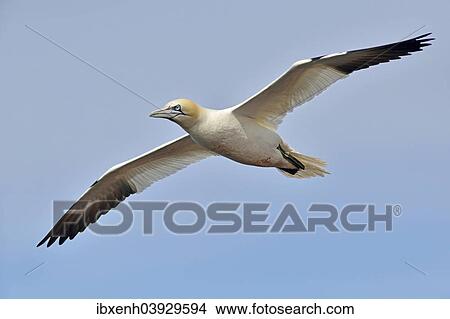"Northern Gannet (Sula bassana), Heligoland, Schleswig-Holstein, Germany, Europe" View Large Photo Image Picture - "Northern Gannet (Sula bassana), Heligoland, Schleswig-Holstein, Germany, Europe". Fotosearch