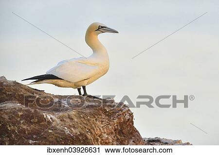 "Northern Gannet (Sula bassana), Heligoland, Schleswig-Holstein, Germany, Europe" View Large Photo Image Stock Image - "Northern Gannet (Sula bassana), Heligoland, Schleswig-Holstein, Germany, Europe". Fotosearch