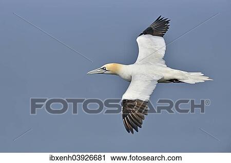"Northern Gannet (Sula bassana), Heligoland, Schleswig-Holstein, Germany, Europe" View Large Photo Image Stock Image - "Northern Gannet (Sula bassana), Heligoland, Schleswig-Holstein, Germany, Europe". Fotosearch