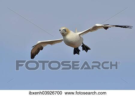 "Northern Gannet (Sula bassana), Heligoland, Schleswig-Holstein, Germany, Europe" View Large Photo Image Stock Image - "Northern Gannet (Sula bassana), Heligoland, Schleswig-Holstein, Germany, Europe". Fotosearch
