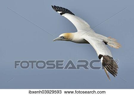 Stock Image - "Northern Gannet (Sula bassana), Heligoland, Schleswig-Holstein, Germany, Europe". Fotosearch