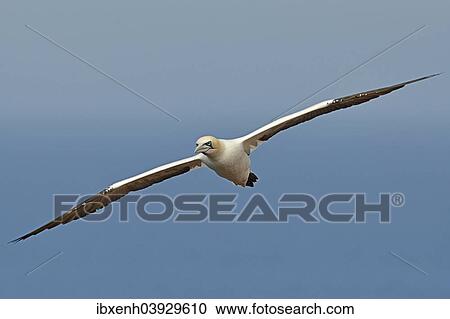 Stock Image - "Northern Gannet (Sula bassana), Heligoland, Schleswig-Holstein, Germany, Europe". Fotosearch