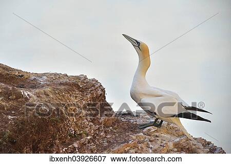"Northern Gannet (Sula bassana), Heligoland, Schleswig-Holstein, Germany, Europe" View Large Photo Image Stock Photo - "Northern Gannet (Sula bassana), Heligoland, Schleswig-Holstein, Germany, Europe". Fotosearch