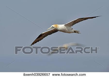 Stock Photo - "Northern Gannet (Sula bassana), Heligoland, Schleswig-Holstein, Germany, Europe". Fotosearch