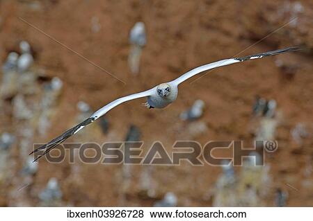 "Northern Gannet (Sula bassana), Heligoland, Schleswig-Holstein, Germany, Europe" View Large Photo Image Stock Photo - "Northern Gannet (Sula bassana), Heligoland, Schleswig-Holstein, Germany, Europe". Fotosearch
