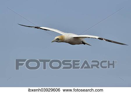 "Northern Gannet (Sula bassana), Heligoland, Schleswig-Holstein, Germany, Europe" View Large Photo Image Stock Photograph - "Northern Gannet (Sula bassana), Heligoland, Schleswig-Holstein, Germany, Europe". Fotosearch