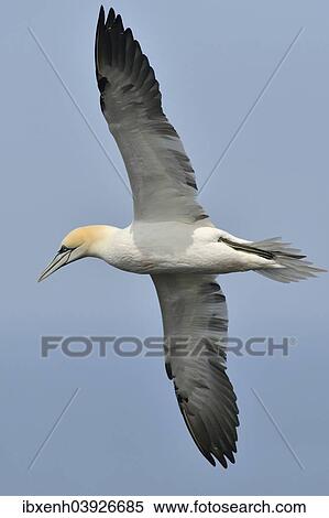 "Northern Gannet (Sula bassana), Heligoland, Schleswig-Holstein, Germany, Europe" View Large Photo Image Stock Photography - "Northern Gannet (Sula bassana), Heligoland, Schleswig-Holstein, Germany, Europe". Fotosearch