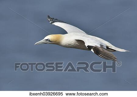 "Northern Gannet (Sula bassana), Heligoland, Schleswig-Holstein, Germany, Europe" View Large Photo Image Stock Photography - "Northern Gannet (Sula bassana), Heligoland, Schleswig-Holstein, Germany, Europe". Fotosearch
