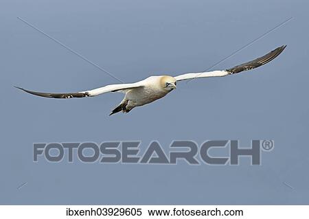 Stock Photography - "Northern Gannet (Sula bassana), Heligoland, Schleswig-Holstein, Germany, Europe". Fotosearch