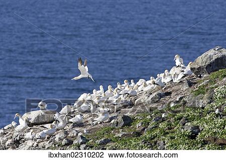 Stock Image - "Northern Gannets (Morus bassanus), colony on a volcanic vent in the sea, Rauoinupur, Iceland, Europe". Fotosearch
