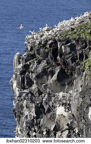 "Northern Gannets (Morus bassanus), colony on a volcanic vent in the sea, Rauoinupur, Iceland, Europe" View Large Photo Image Stock Image - "Northern Gannets (Morus bassanus), colony on a volcanic vent in the sea, Rauoinupur, Iceland, Europe". Fotosearch