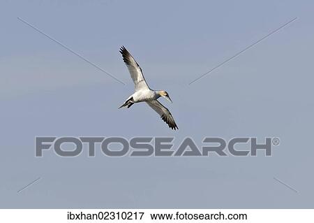 "Northern Gannets (Morus bassanus), Rauoinupur, Iceland, Europe" View Large Photo Image Stock Photo - "Northern Gannets (Morus bassanus), Rauoinupur, Iceland, Europe". Fotosearch