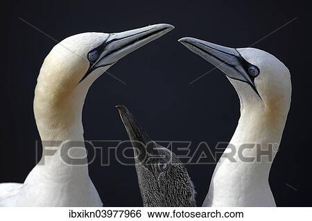 "Northern Gannets (Morus bassanus), pair with chick, Heligoland, Schleswig-Holstein, Germany, Europe" View Large Photo Image Stock Photograph - "Northern Gannets (Morus bassanus), pair with chick, Heligoland, Schleswig-Holstein, Germany, Europe". Fotosearch
