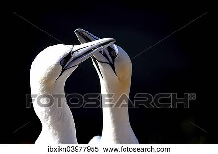 Stock Photography - "Northern Gannets (Morus bassanus), pair, Heligoland, Schleswig-Holstein, Germany, Europe". Fotosearch