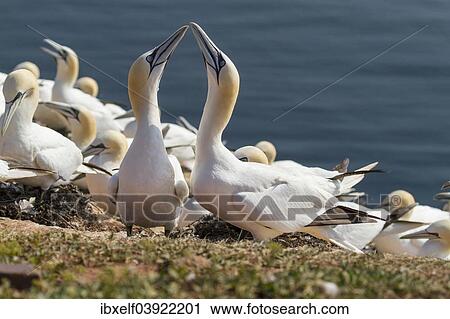 "Northern Gannets (Sula bassana), Heligoland, Schleswig-Holstein, Germany, Europe" View Large Photo Image Stock Image - "Northern Gannets (Sula bassana), Heligoland, Schleswig-Holstein, Germany, Europe". Fotosearch