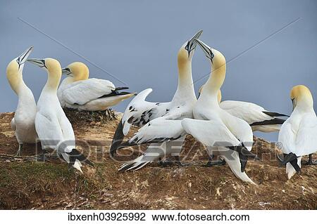 "Northern Gannets (Sula bassana), Heligoland, Schleswig-Holstein, Germany, Europe" View Large Photo Image Stock Image - "Northern Gannets (Sula bassana), Heligoland, Schleswig-Holstein, Germany, Europe". Fotosearch