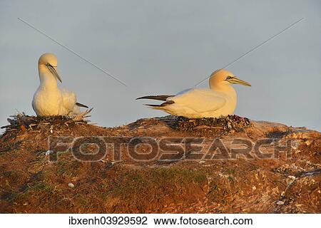 "Northern Gannets (Sula bassana), Heligoland, Schleswig-Holstein, Germany, Europe" View Large Photo Image Stock Image - "Northern Gannets (Sula bassana), Heligoland, Schleswig-Holstein, Germany, Europe". Fotosearch