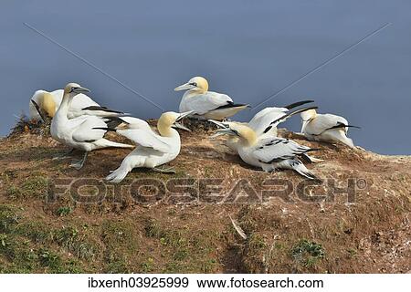 "Northern Gannets (Sula bassana), Heligoland, Schleswig-Holstein, Germany, Europe" View Large Photo Image Stock Photo - "Northern Gannets (Sula bassana), Heligoland, Schleswig-Holstein, Germany, Europe". Fotosearch