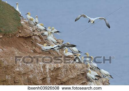 "Northern Gannets (Sula bassana), Heligoland, Schleswig-Holstein, Germany, Europe" View Large Photo Image Stock Photo - "Northern Gannets (Sula bassana), Heligoland, Schleswig-Holstein, Germany, Europe". Fotosearch
