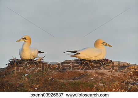 "Northern Gannets (Sula bassana), Heligoland, Schleswig-Holstein, Germany, Europe" View Large Photo Image Stock Photo - "Northern Gannets (Sula bassana), Heligoland, Schleswig-Holstein, Germany, Europe". Fotosearch