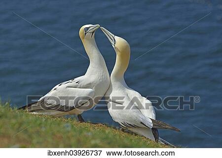 "Northern Gannets (Sula bassana), Heligoland, Schleswig-Holstein, Germany, Europe" View Large Photo Image Stock Photo - "Northern Gannets (Sula bassana), Heligoland, Schleswig-Holstein, Germany, Europe". Fotosearch