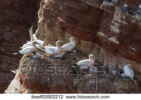 "Northern Gannets (Sula bassana) with chicks, Heligoland, Schleswig-Holstein, Germany, Europe" View Large Photo Image Stock Image - "Northern Gannets (Sula bassana) with chicks, Heligoland, Schleswig-Holstein, Germany, Europe". Fotosearch