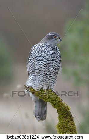 "Northern Goshawk (Accipiter gentilis), adult female, on perch, Swabian Alb Biosphere Reserve, Baden-Wurttemberg, Germany, Europe" View Large Photo Image Picture - "Northern Goshawk (Accipiter gentilis), adult female, on perch, Swabian Alb Biosphere Reserve, Baden-Wurttemberg, Germany, Europe". Fotosearch