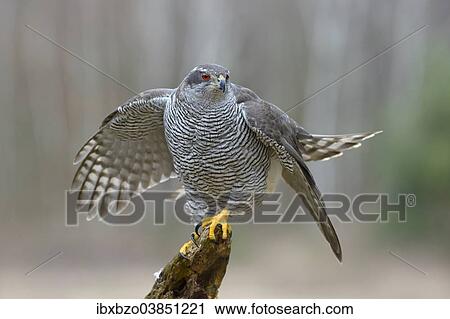 "Northern Goshawk (Accipiter gentilis), adult female, shortly before take-off, Swabian Alb Biosphere Reserve, Baden-Wurttemberg, Germany, Europe" View Large Photo Image Stock Image - "Northern Goshawk (Accipiter gentilis), adult female, shortly before take-off, Swabian Alb Biosphere Reserve, Baden-Wurttemberg, Germany, Europe". Fotosearch