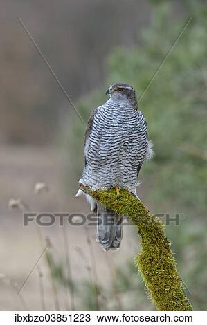 "Northern Goshawk (Accipiter gentilis), adult female, on perch, Swabian Alb Biosphere Reserve, Baden-Wurttemberg, Germany, Europe" View Large Photo Image Stock Image - "Northern Goshawk (Accipiter gentilis), adult female, on perch, Swabian Alb Biosphere Reserve, Baden-Wurttemberg, Germany, Europe". Fotosearch