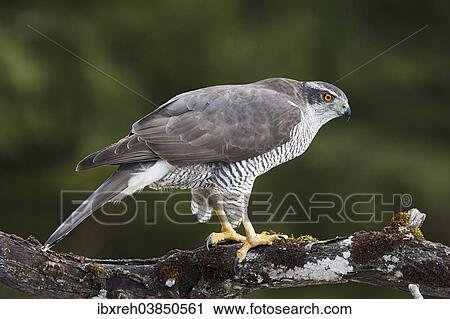 "Northern Goshawk (Accipiter gentilis), Stubai Valley, Tyrol, Austria, Europe" View Large Photo Image Stock Image - "Northern Goshawk (Accipiter gentilis), Stubai Valley, Tyrol, Austria, Europe". Fotosearch