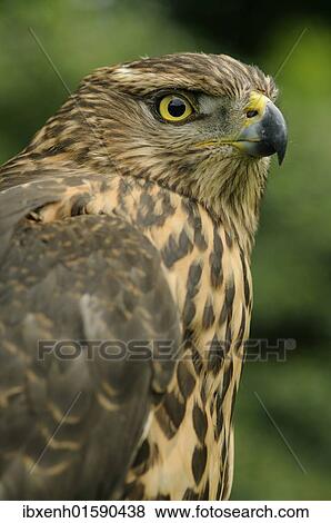"Northern goshawk (Accipiter gentilis), juvenile" View Large Photo Image Stock Photo - "Northern goshawk (Accipiter gentilis), juvenile". Fotosearch