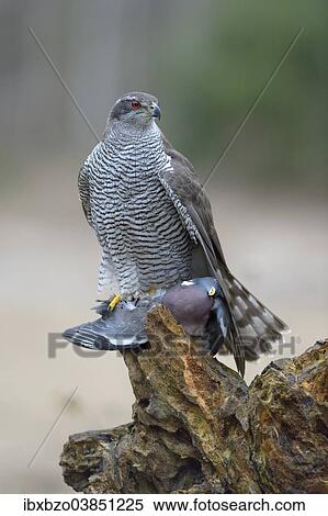 "Northern Goshawk (Accipiter gentilis), adult female at a bait place, Wood Pigeon (Columba palumbus), Swabian Alb Biosphere Reserve, Baden-Wurttemberg, Germany, Europe" View Large Photo Image Stock Photography - "Northern Goshawk (Accipiter gentilis), adult female at a bait place, Wood Pigeon (Columba palumbus), Swabian Alb Biosphere Reserve, Baden-Wurttemberg, Germany, Europe". Fotosearch