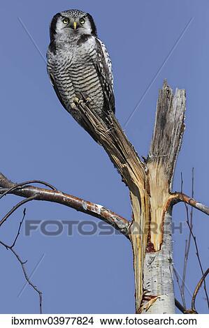 "Northern Hawk-Owl (Surnia ulula), perched, Saxony-Anhalt, Germany, Europe" View Large Photo Image Picture - "Northern Hawk-Owl (Surnia ulula), perched, Saxony-Anhalt, Germany, Europe". Fotosearch