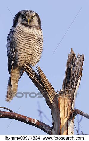 "Northern Hawk-Owl (Surnia ulula), perched, in the morning light, Saxony-Anhalt, Germany, Europe" View Large Photo Image Picture - "Northern Hawk-Owl (Surnia ulula), perched, in the morning light, Saxony-Anhalt, Germany, Europe". Fotosearch