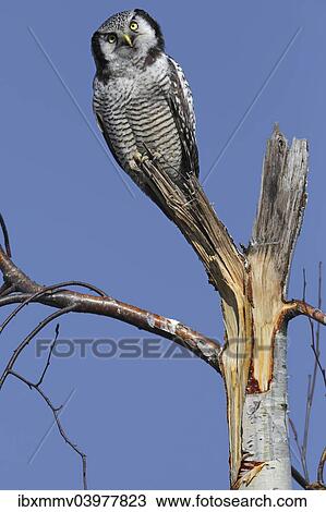 Stock Image - "Northern Hawk-Owl (Surnia ulula), perched, Saxony-Anhalt, Germany, Europe". Fotosearch