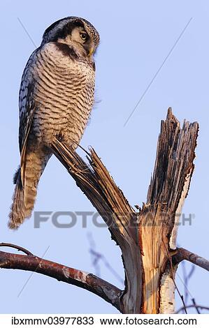 "Northern Hawk-Owl (Surnia ulula), perched, in the morning light, Saxony-Anhalt, Germany, Europe" View Large Photo Image Stock Image - "Northern Hawk-Owl (Surnia ulula), perched, in the morning light, Saxony-Anhalt, Germany, Europe". Fotosearch