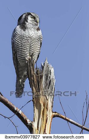 Stock Photo - "Northern Hawk-Owl (Surnia ulula), perched, Saxony-Anhalt, Germany, Europe". Fotosearch