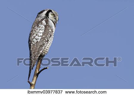 "Northern Hawk-Owl (Surnia ulula), perched, Saxony-Anhalt, Germany, Europe" View Large Photo Image Stock Photo - "Northern Hawk-Owl (Surnia ulula), perched, Saxony-Anhalt, Germany, Europe". Fotosearch