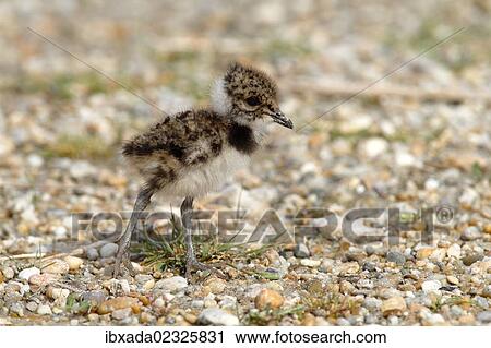 Stock Image - "Northern Lapwing, Peewit or Green Plover (Vanellus vanellus), chick standing on the beach, Apetlon, Lake Neusiedl, Burgenland, Austria, Europe". Fotosearch